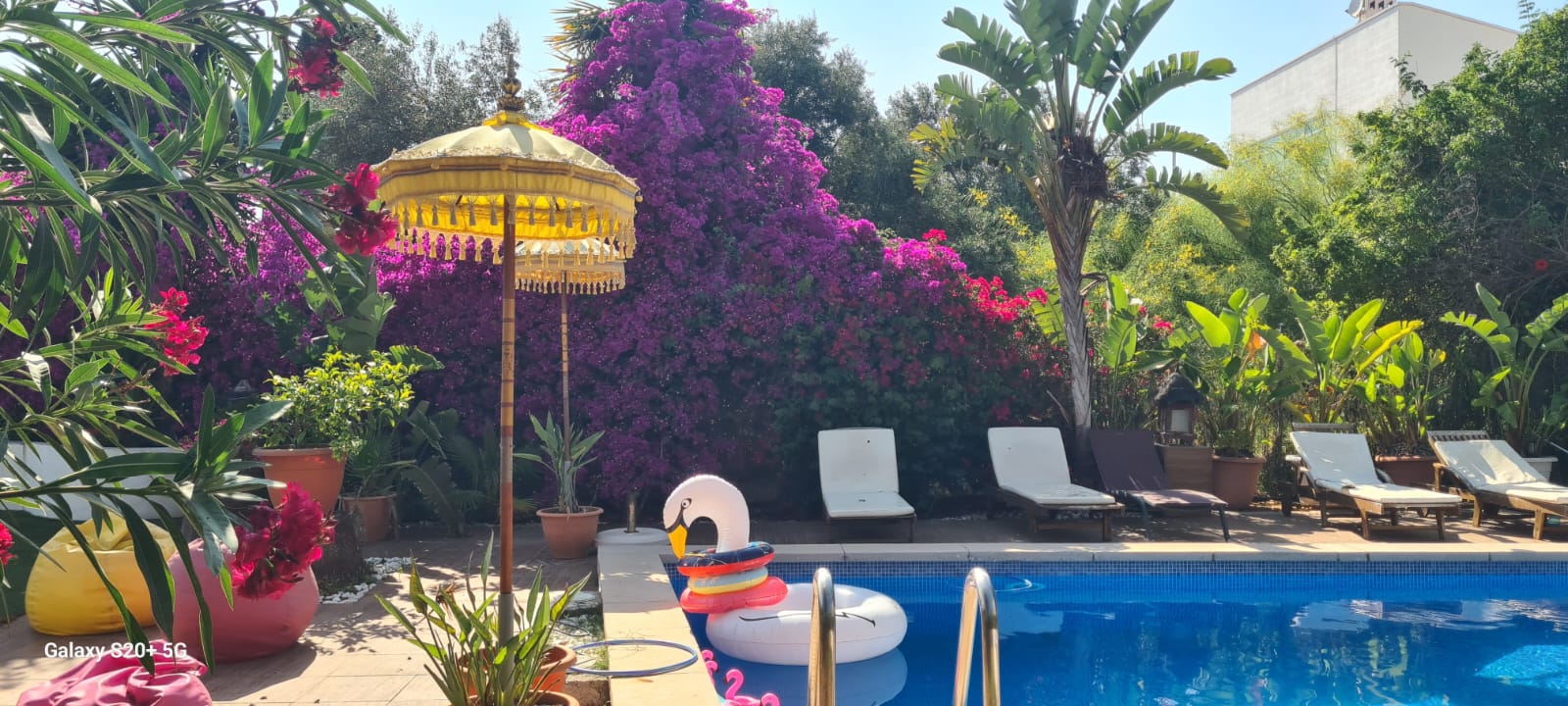Pool and garden-1
